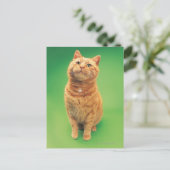 Ginger cat zit op, kijkt omhoog briefkaart (Staand voorkant)