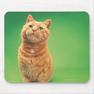 Ginger cat zit op, kijkt omhoog muismat