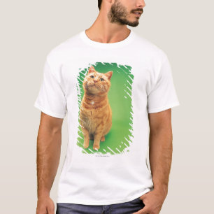 Ginger cat zit op, kijkt omhoog t-shirt