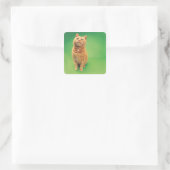 Ginger cat zit op, kijkt omhoog vierkante sticker (Tas)