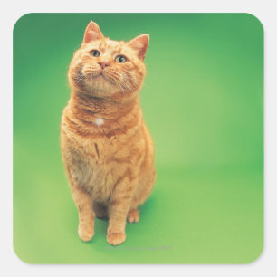 Ginger cat zit op, kijkt omhoog vierkante sticker