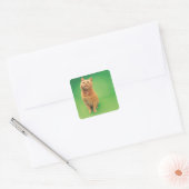 Ginger cat zit op, kijkt omhoog vierkante sticker (Envelop)