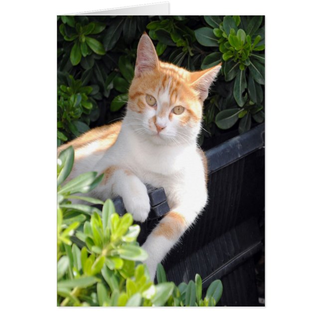 Ginger en witte kat (Voorkant)