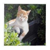 Ginger en witte kat tegeltje (Voorkant)