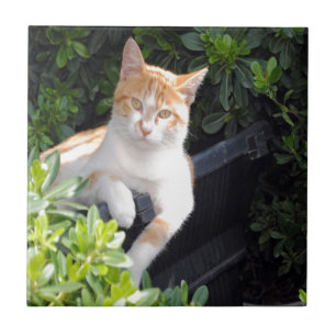 Ginger en witte kat tegeltje