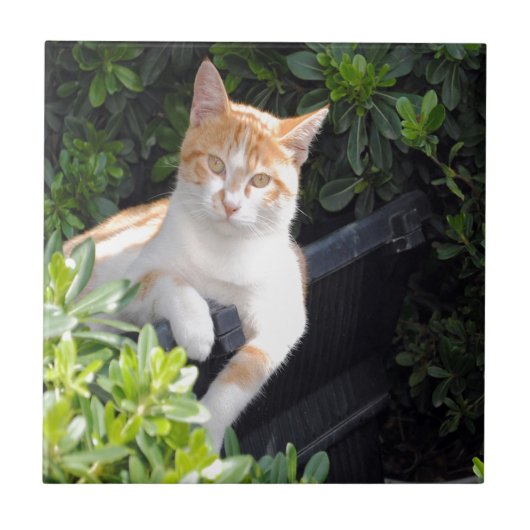 Ginger en witte kat tegeltje (Voorkant)