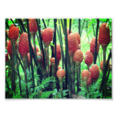 Ginger-foto Foto Afdruk (Voorkant)