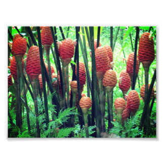 Ginger-foto Foto Afdruk