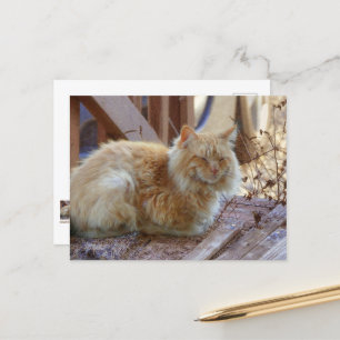 Ginger George Briefkaart