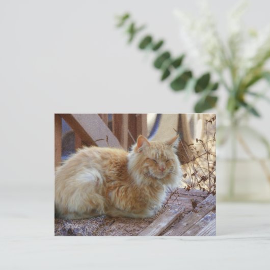 Ginger George Briefkaart (Staand voorkant)