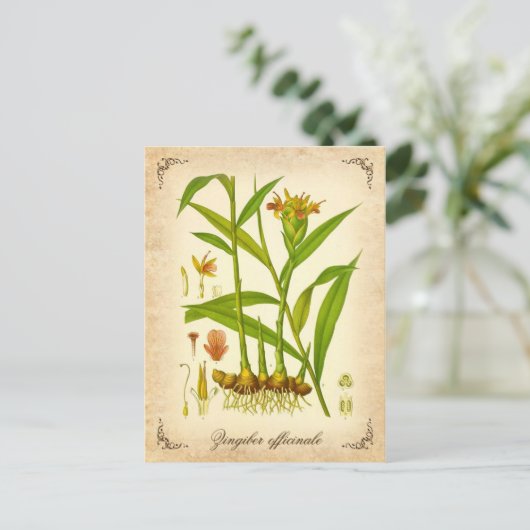 Ginger - illustratie briefkaart (Staand voorkant)