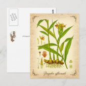 Ginger -  illustratie briefkaart (Voorkant / Achterkant)