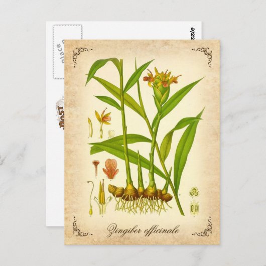 Ginger -  illustratie briefkaart (Voorkant / Achterkant)