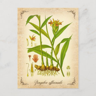 Ginger -  illustratie briefkaart