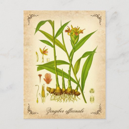 Ginger -  illustratie briefkaart (Voorkant)