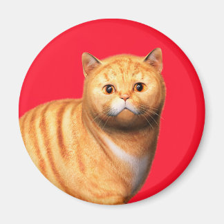 Ginger Kat 3 Magneet