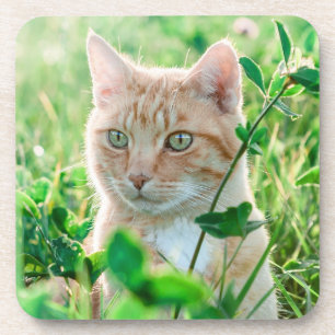 Ginger Kat met groene ogen in gras Bier Onderzetter