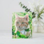 Ginger Kat met groene ogen in gras Briefkaart (Staand voorkant)