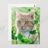 Ginger Kat met groene ogen in gras Briefkaart (Voorkant / Achterkant)