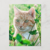 Ginger Kat met groene ogen in gras Briefkaart (Voorkant)