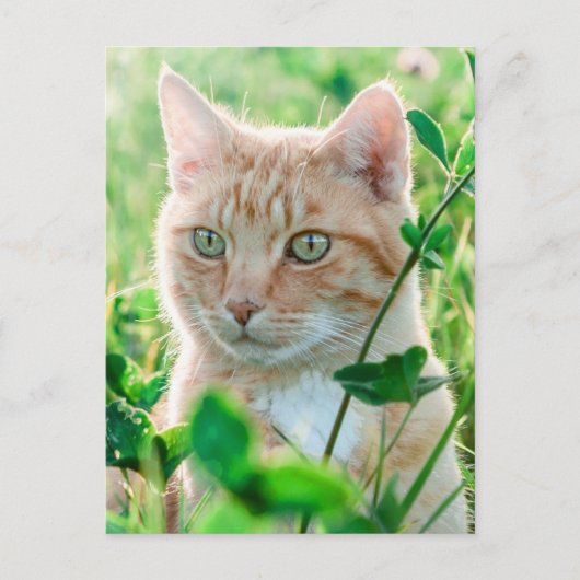 Ginger Kat met groene ogen in gras Briefkaart (Voorkant)