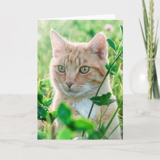 Ginger Kat met groene ogen in gras Kaart (Voorkant)