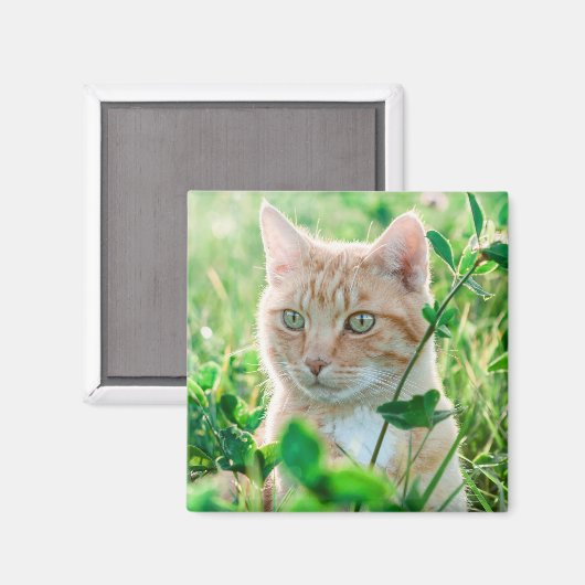 Ginger Kat met groene ogen in gras Magneet (Voorkant / Achterkant)