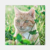 Ginger Kat met groene ogen in gras Magneet (Voorkant)
