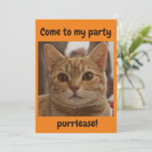 Ginger kattenbruine ogen partij sinaasappel kaart (Staand voorkant)