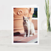 Ginger Kitten bij Plant Pot Kaart (Voorkant)