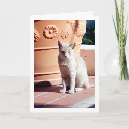Ginger Kitten bij Plant Pot Kaart (Voorkant)