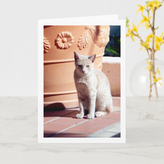 Ginger Kitten bij Plant Pot Kaart (Gele Bloem)