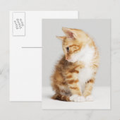 Ginger Kitten Briefkaart (Voorkant / Achterkant)