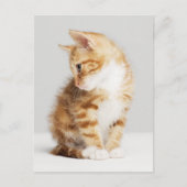 Ginger Kitten Briefkaart (Voorkant)