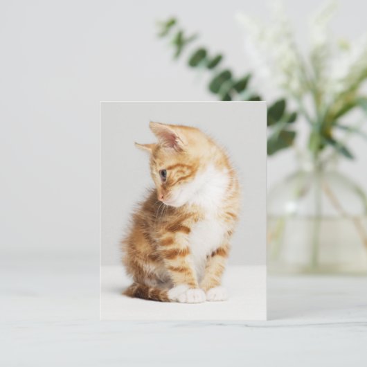 Ginger Kitten Briefkaart (Staand voorkant)