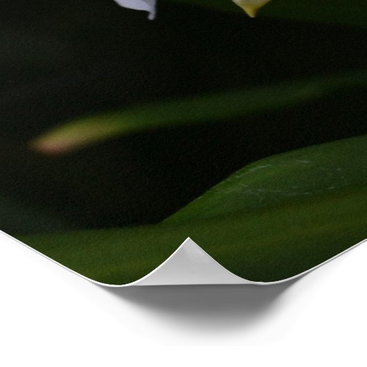 Ginger Lily-0105 Poster (Hoek)