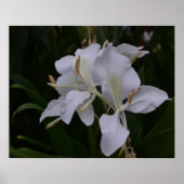 Ginger Lily-0105 Poster (Voorkant)