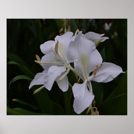 Ginger Lily-0105 Poster (Voorkant)