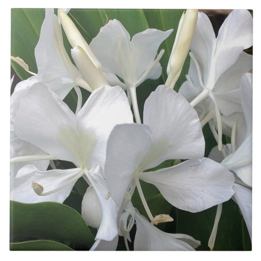 Ginger Lily Blossom Tegeltje (Voorkant)