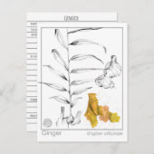 Ginger Materia Medica Herbal Study Kaart (Voorkant / Achterkant)