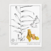 Ginger Materia Medica Herbal Study Kaart (Voorkant)