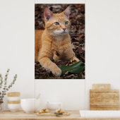 Ginger Shorthair Cat Fall Leaves Portret Poster (Keuken)