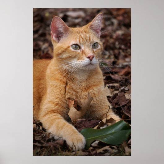 Ginger Shorthair Cat Fall Leaves Portret Poster (Voorkant)