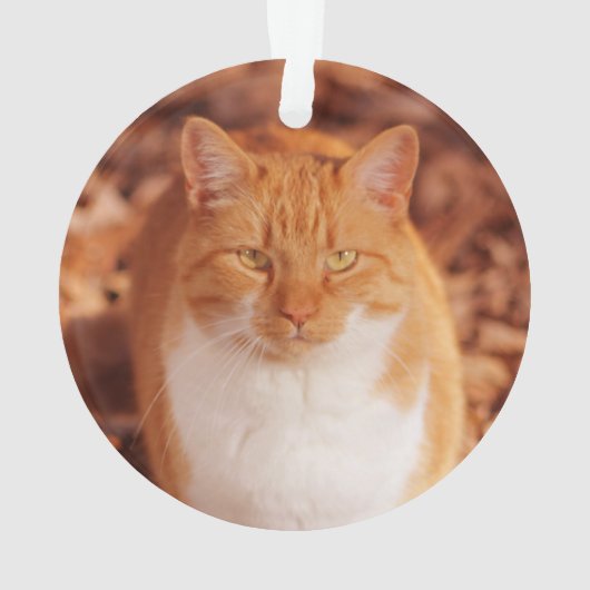 Ginger Tabby Cat Holiday kerstversiering Ornament (achterkant)