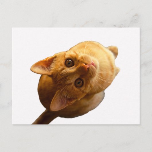 Ginger Tabby Kitten Briefkaart (Voorkant)