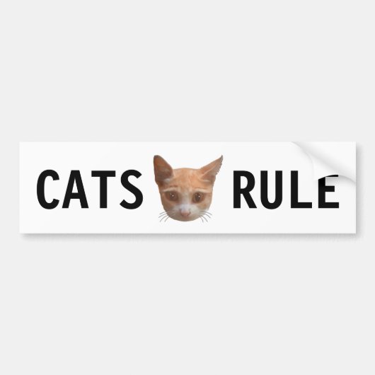 Ginger Tabby Kitty Cat Bumpersticker (Voorkant)