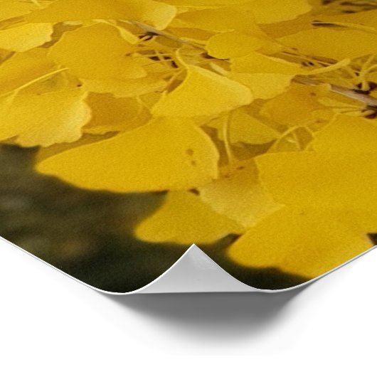 Gingko Boom in de herfst Poster (Hoek)