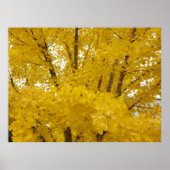 Gingko Boom in de herfst Poster (Voorkant)