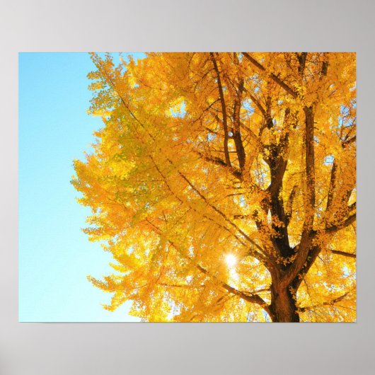 Gingko Tree, prefectuur Nagano, Japan Poster (Voorkant)