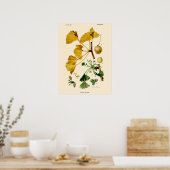 Ginkgo Biloba Botanische illustratie Poster (Keuken)